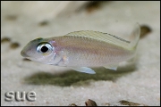 Asprotilapia leptura Tembwe