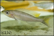 Paracyprichromis brieni Yellow Cheek