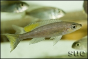 Paracyprichromis brieni Yellow Cheek