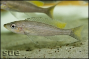 Paracyprichromis brieni Yellow Cheek