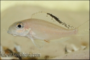 Xenotilapia spiloptera Chimba