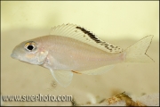 Xenotilapia spiloptera Chimba