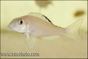 Xenotilapia spiloptera Chimba