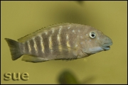 Eretmodus cyanostictus Kapampa