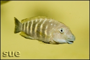 Eretmodus cyanostictus Kapampa