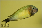 Tropheus sp. Nkonde Bright Yellow