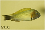 Tropheus sp. Nkonde Bright Yellow