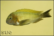 Tropheus sp. Nkonde Bright Yellow