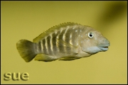 Eretmodus cyanostictus Kapampa