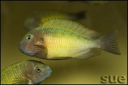 Tropheus sp. Nkonde Bright Yellow