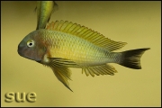 Tropheus sp. Nkonde Bright Yellow