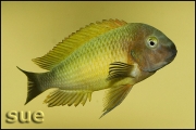 Tropheus sp. Nkonde Bright Yellow