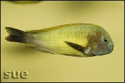 Tropheus sp. Nkonde Bright Yellow