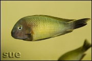 Tropheus sp. Nkonde Bright Yellow