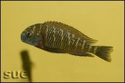 Tropheus sp. Kiku