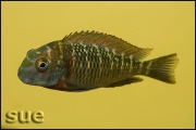 Tropheus sp. Kiku