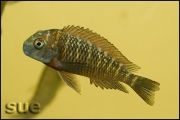 Tropheus sp. Kiku