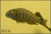 Tropheus sp. Kiku