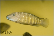 Tanganicodus irsacae Moba