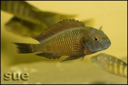 Tropheus sp. Kiku