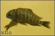 Tropheus sp. Kiku