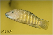 Tanganicodus irsacae Moba