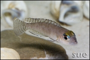 Lamprologus ornatipinnis Cameron Bay