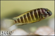 Tropheus sp. Mpimbwe