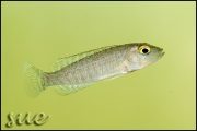 Lamprologus callipterus