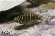 Tropheus sp. Mpimbwe