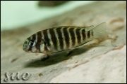 Tropheus sp. Mpimbwe