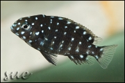 Tropheus duboisi Kigoma