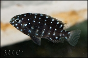 Tropheus duboisi Kigoma