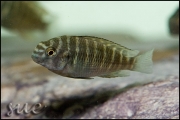 Tropheus sp. Chipimbi