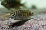 Tropheus sp. Chipimbi