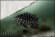 Tropheus duboisi Kigoma