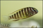 Tropheus sp. Mpimbwe