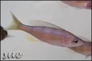 Cyprichromis sp. zebra Chituta zonatus