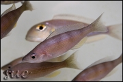 Cyprichromis sp. zebra Chituta zonatus