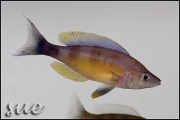 Cyprichromis sp. zebra Chituta zonatus