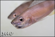 Cyprichromis sp. zebra Chituta zonatus