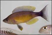 Cyprichromis sp. zebra Chituta zonatus