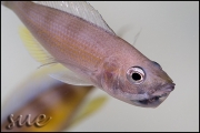 Cyprichromis sp. zebra Chituta zonatus