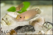 Lamprologus brevis Congo