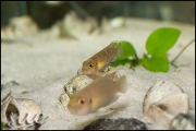 Lamprologus brevis Congo