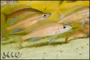 Paracyprichromis nigripinnis Blue Neon