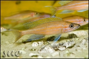 Paracyprichromis nigripinnis Blue Neon