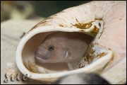 Telmatochromis temporalis shell