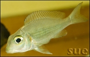 Calochromis macrops Ndole red