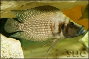 Altolamprologus calvus White